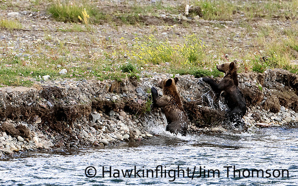 Grizzly Bear