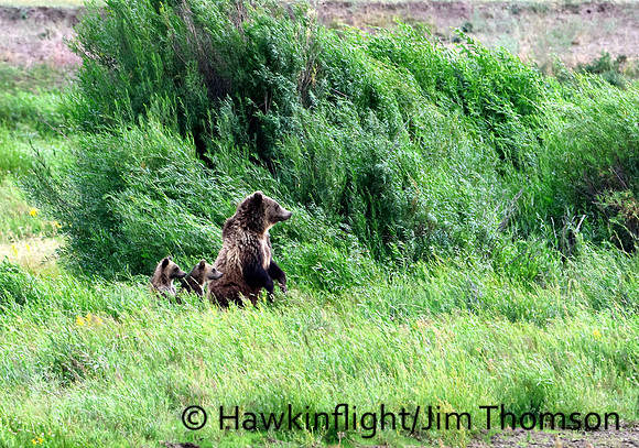 Grizzly Bear