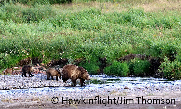 Grizzly Bear
