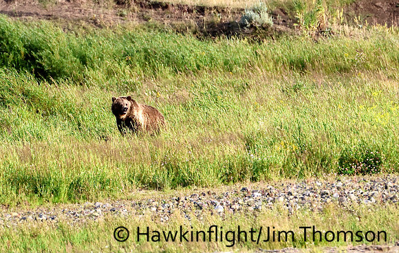 Grizzly Bear