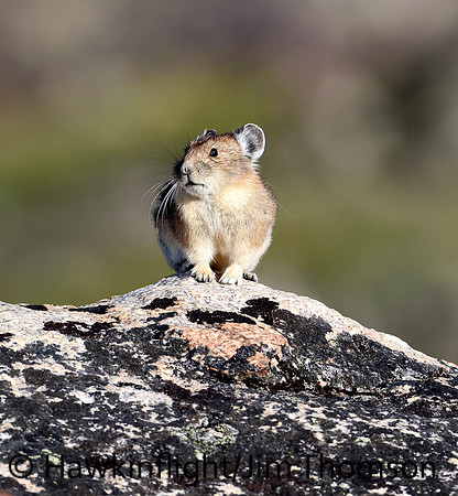 American Pika