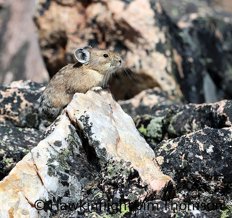American Pika