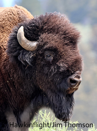 Bison