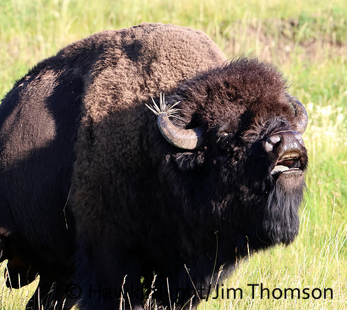 Bison