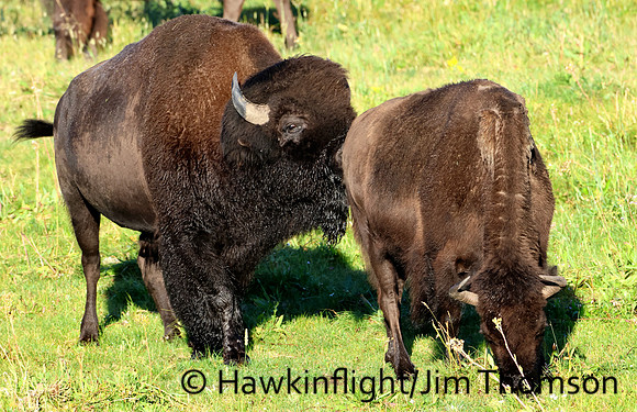 Bison