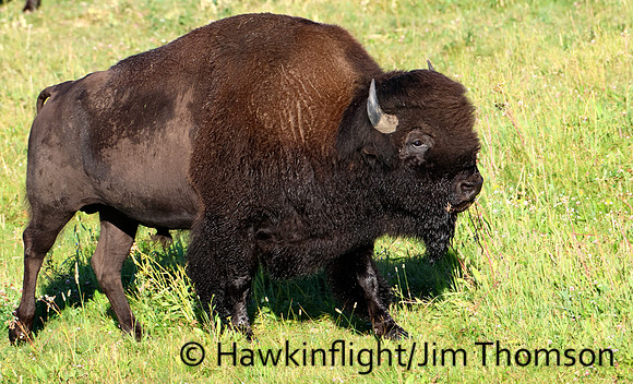 Bison