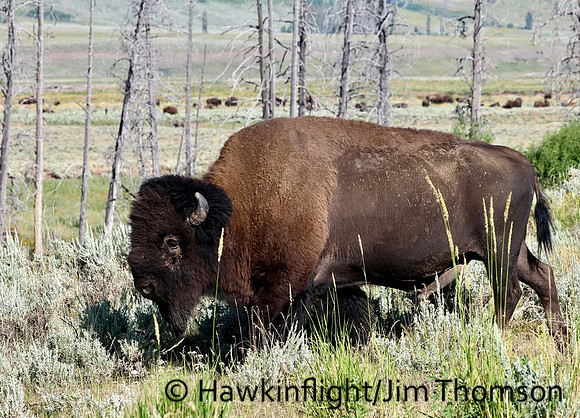Bison