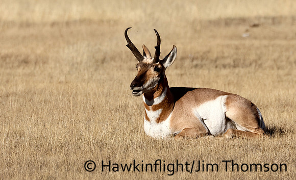 Pronghorn