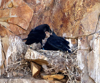 Cliff nesting Ravens- YNP