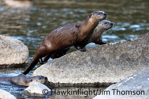 River Otter