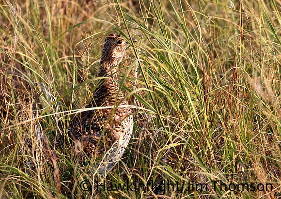 Sharp tailed Grouse