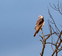 White-tailed Kite