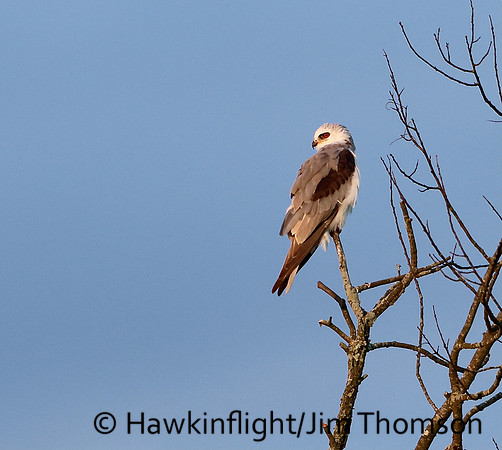White-tailed Kite