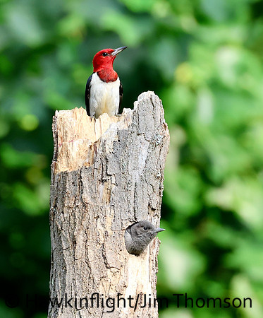 Red-headed Woodpecker