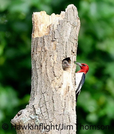 Red-headed Woodpecker
