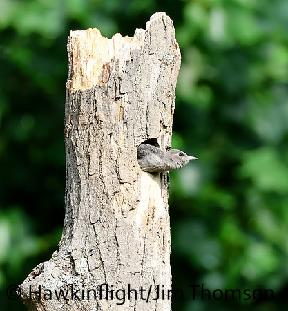 Red-headed Woodpecker