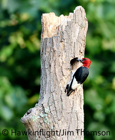 Red-headed Woodpecker