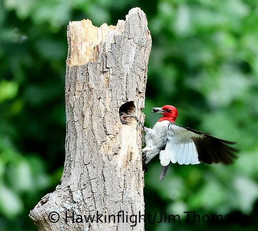 Red-headed Woodpecker