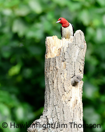 Red-headed Woodpecker
