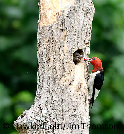 Red-headed Woodpecker