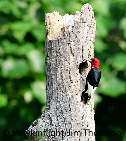 Red-headed Woodpecker