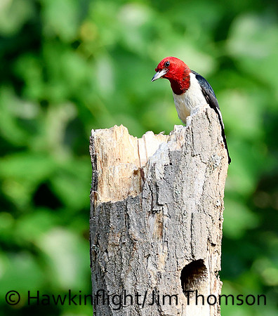 Red-headed Woodpecker