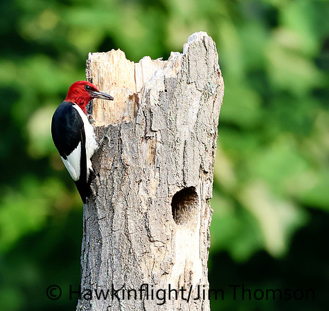 Red-headed Woodpecker