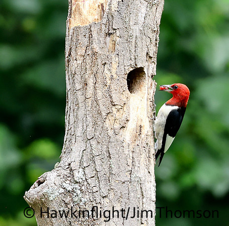 Red-headed Woodpecker