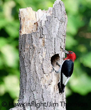 Red-headed Woodpecker