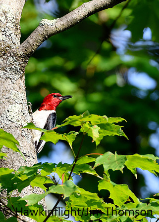 Red-headed Woodpecker
