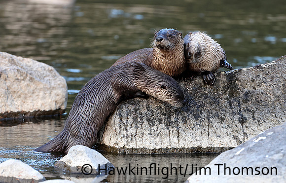 River Otter
