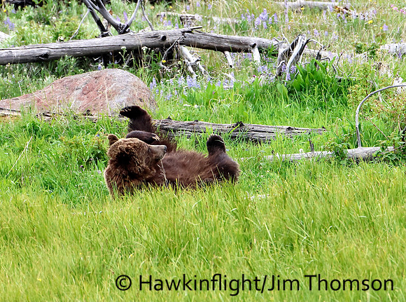 Grizzly Bear