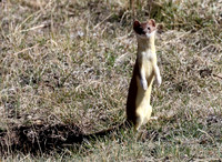 Weasel