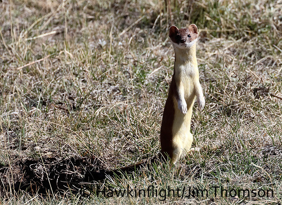 Weasel
