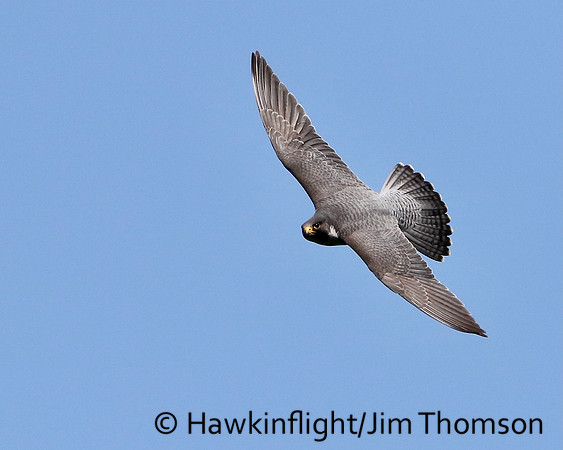 Peregrine Falcon