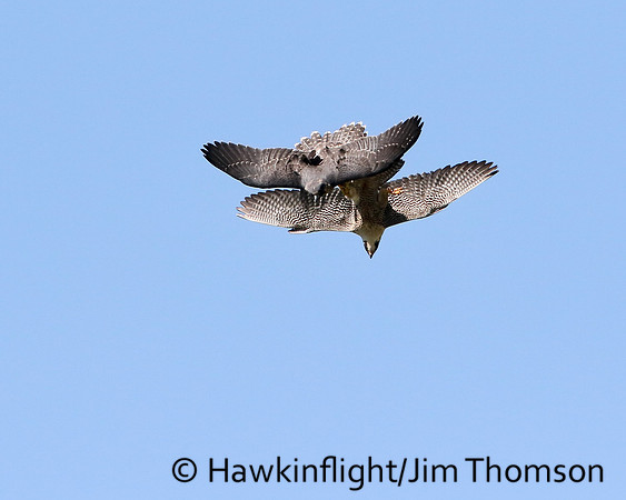 Peregrine Falcon