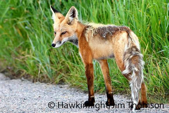 Red Fox
