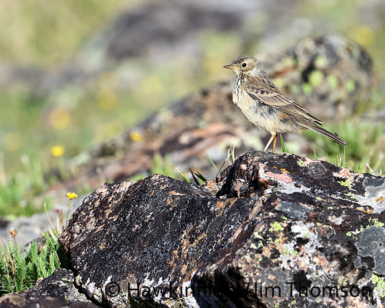 American Pipit