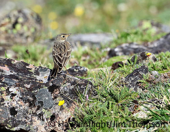 American Pipit