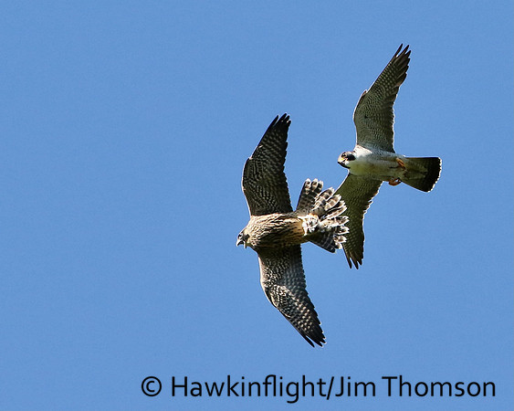 Peregrine Falcon