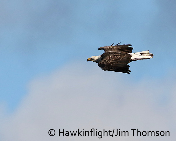 Bald Eagle