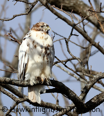 Red-tailed Hawk