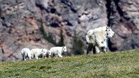 Mountain Goat