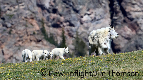 Mountain Goat