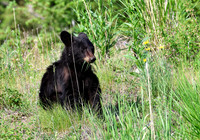 Black Bear
