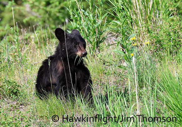 Black Bear
