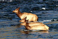 Elk