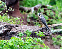 Peregrine Falcon