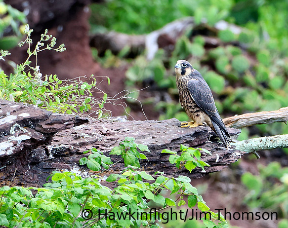 Peregrine Falcon