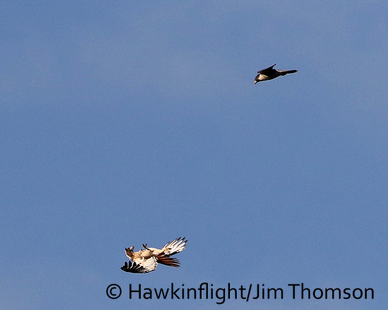 Peregrine Falcon